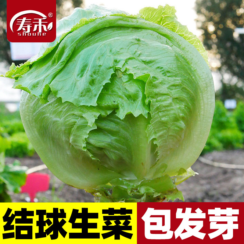 球形生菜四季阳台盆栽种子图片