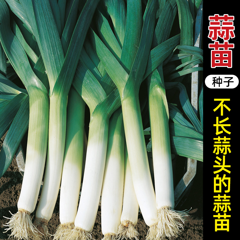 蒜苗韭葱种子种籽孑青蒜洋蒜苗大蒜四季籽种蒜瓣葱种菜籽蔬菜菜蒜