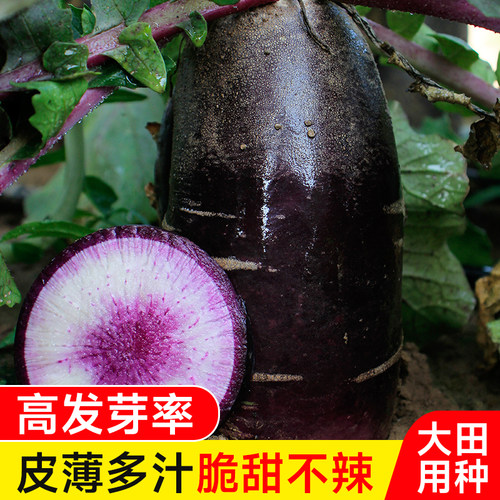 冰激凌水果萝卜种子紫皮萝卜种籽