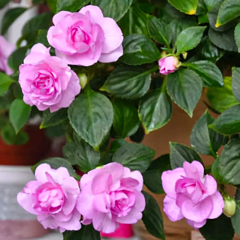 重瓣茶花凤仙花种子七彩指甲花盆栽幼苗花种籽孑子四季播种开花