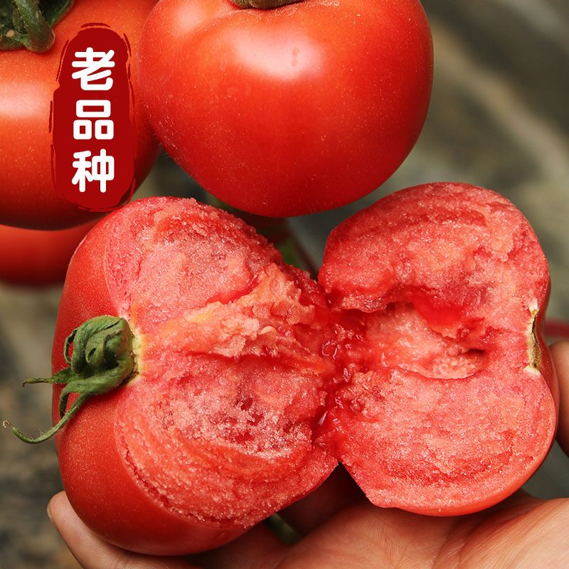 番茄种子蔬菜幼苗西红柿高产粉果