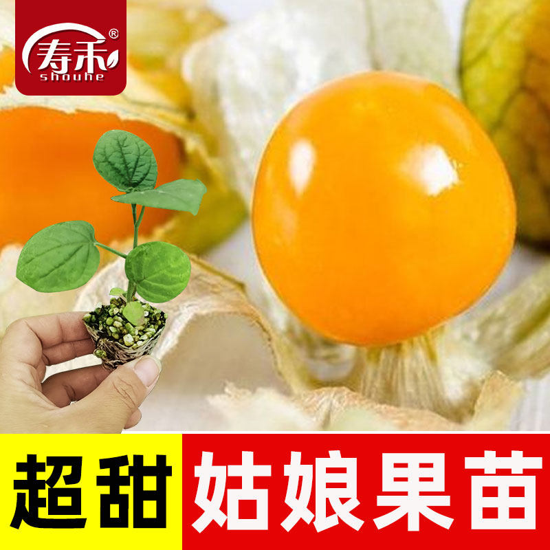东北姑娘果灯笼果种子种籽红甜孑黄蔬菜果苗树蔬菜菜苗秧果的秧苗