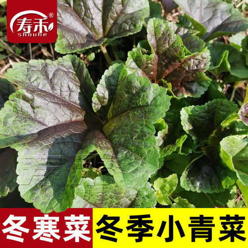 冬寒菜种子苗秧盆栽四季