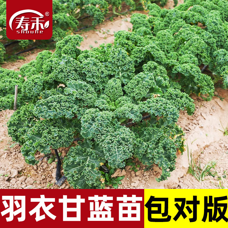 羽衣甘蓝种子种籽苗秋冬季