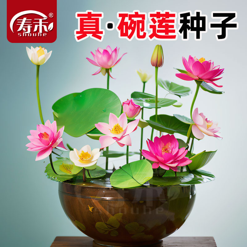 碗莲种籽孑子雪莲水培碗连四季睡莲荷花盆栽种子荷塘泥晚莲花籽