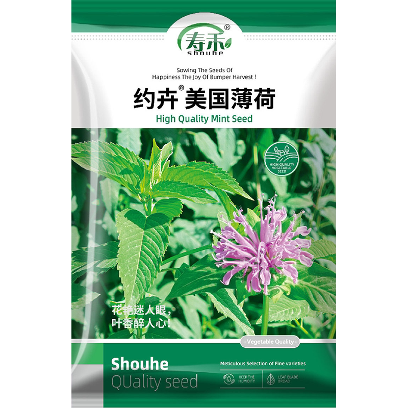 美国薄荷种子种籽可食用室内植物泡茶薄荷叶盆栽花卉薄荷苗籽种图片