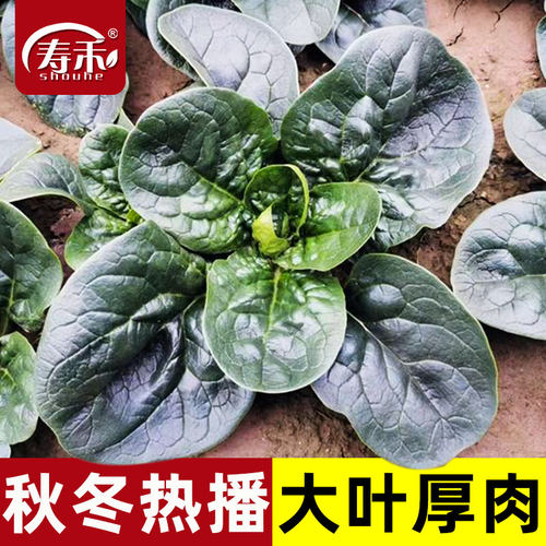 大叶叶大肉厚根红味美