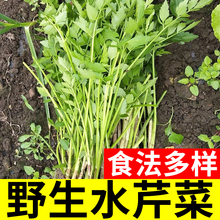 野生水芹菜种子种籽山芹籽种东北苗栽小芹菜籽种孑苗秧秧苗老品种