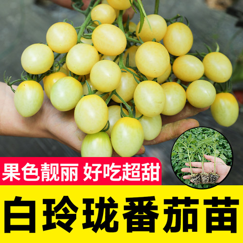 白妃圣女果小白番茄种子种籽孑苗秧玲珑四季果苗秧苗籽种
