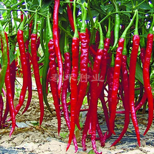 辣秀长线天下线椒种子超辣辣椒种籽阳台四季孑香高产超长籽种
