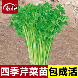 四季 小香芹菜苗种子芹菜苗秧蔬菜种籽种白孑各种秧苗根苗菜苗批发