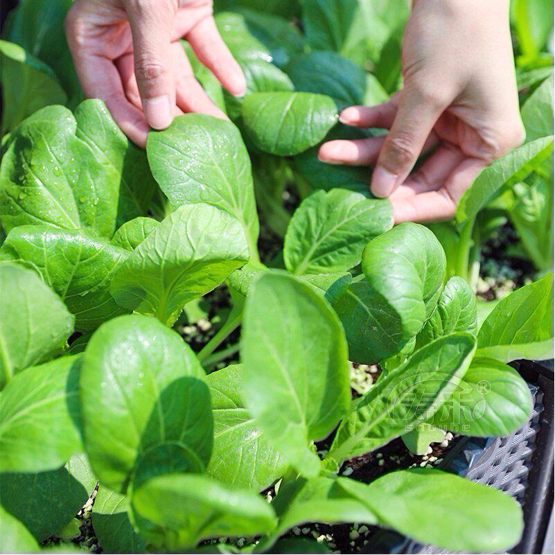 四季上海鸡毛菜种子种籽小白菜青菜油菜秋后毛毛菜种蔬菜孑菜籽