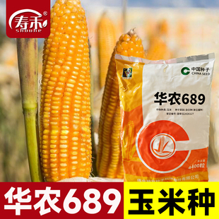 高产饲料玉米种子高产量华农689早熟杂交种籽孑特大南方正品良种