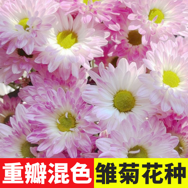 雏菊花种子四季播种室内盆栽易活花籽孑室外种籽子小雏菊花种