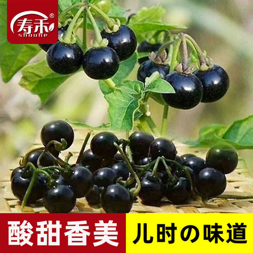 紫黑色阳台盆栽龙葵寿禾四季