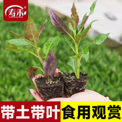 紫背天葵苗红背菜观音菜苗紫种籽明月草神仙草金鸡毛菜血皮菜菜籽