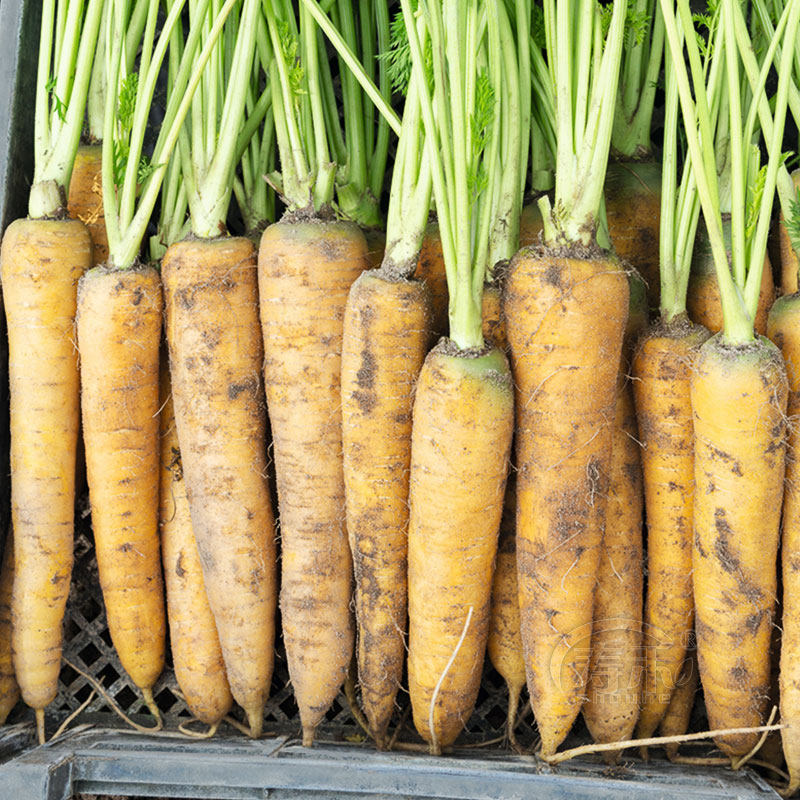 比久黄石黄色胡萝卜种子齐头黄高产胡罗卜萝卜种籽孑子罗卜