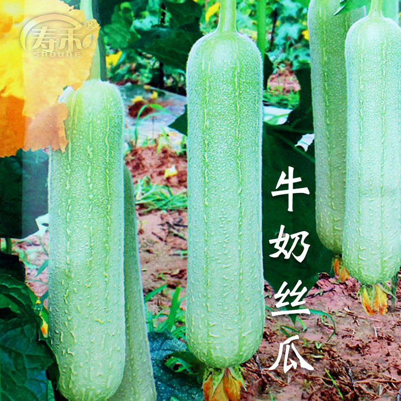 牛奶高产丝瓜种子菜瓜种籽新品种籽种四季子蔬菜菜籽孑菜种水瓜,鲜花速递/花卉仿真/绿植园艺,家庭园艺种子,淘宝优惠券,粉丝福利购,淘宝优惠卷