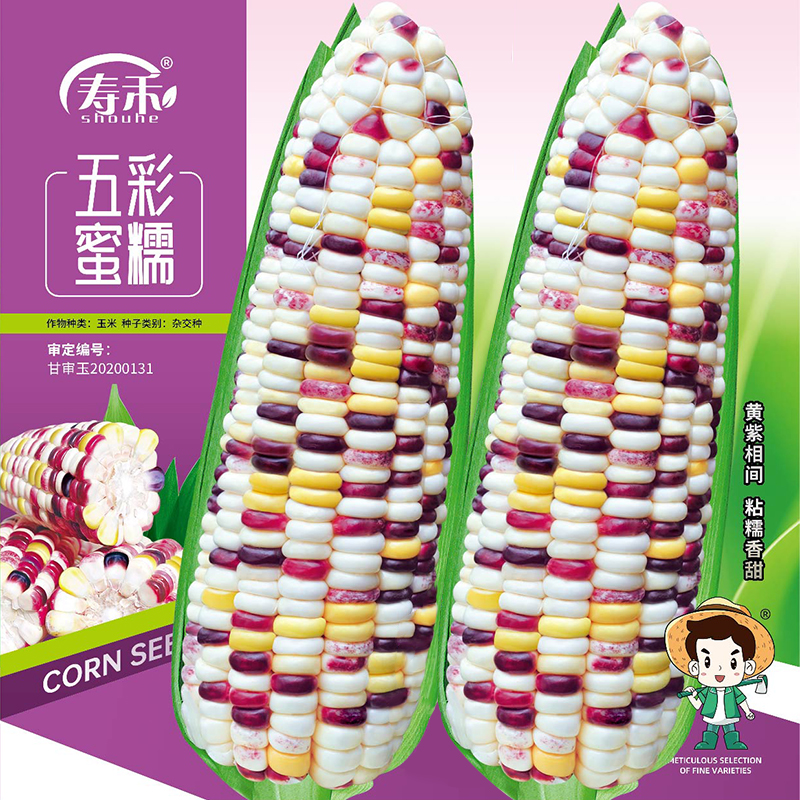 紫玉糯839彩甜糯玉米种子