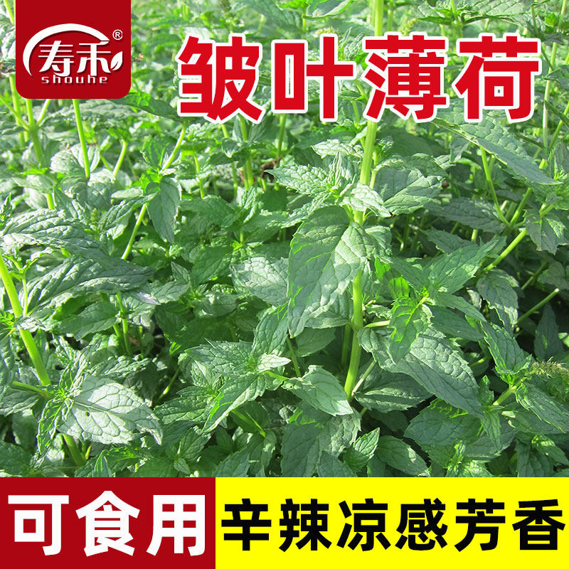 皱叶薄荷种子种籽可食用室内植物图片