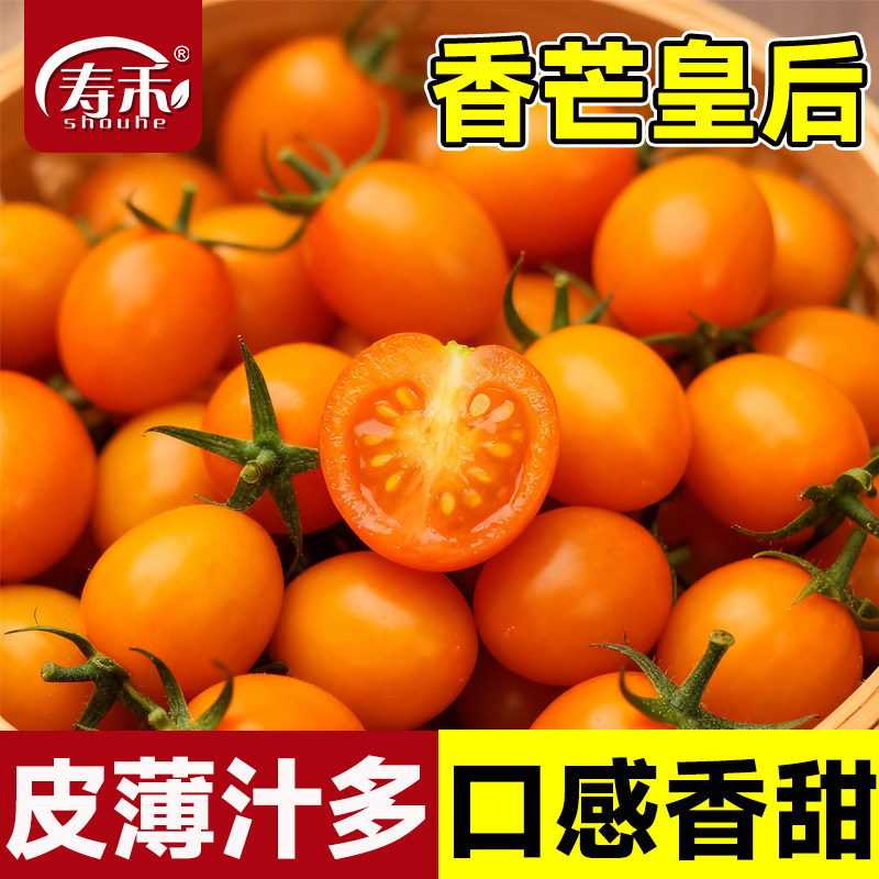 香芒皇后小番茄种子西红柿种籽四季蔬菜孑苗秧黄色高端圣女果苗