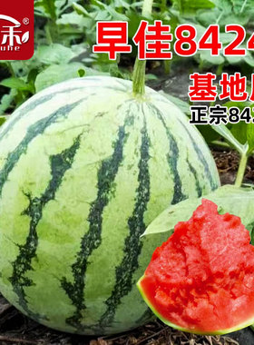 8424西瓜种子种籽苗秧南方瓜苗嫁接盆栽子籽种大全美都秧苗麒麟瓜