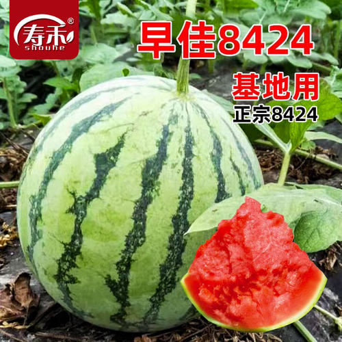 8424西瓜种子苗秧南方嫁接盆栽