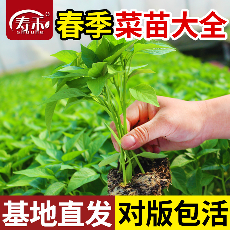 南方蔬菜四季寿禾精选四季