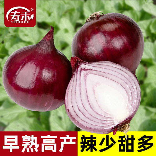 红皮洋葱种子四季秧苗蔬菜