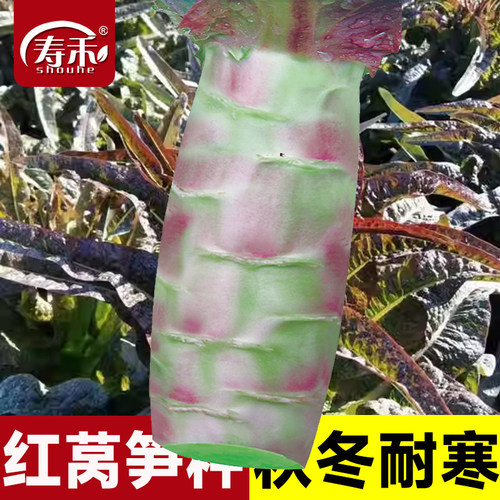 圆叶红莴笋种子苗莴苣种籽