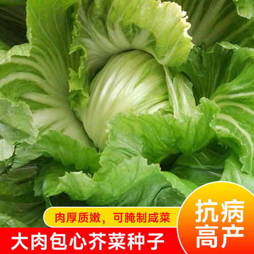 四季包水东春秋蔬菜种子
