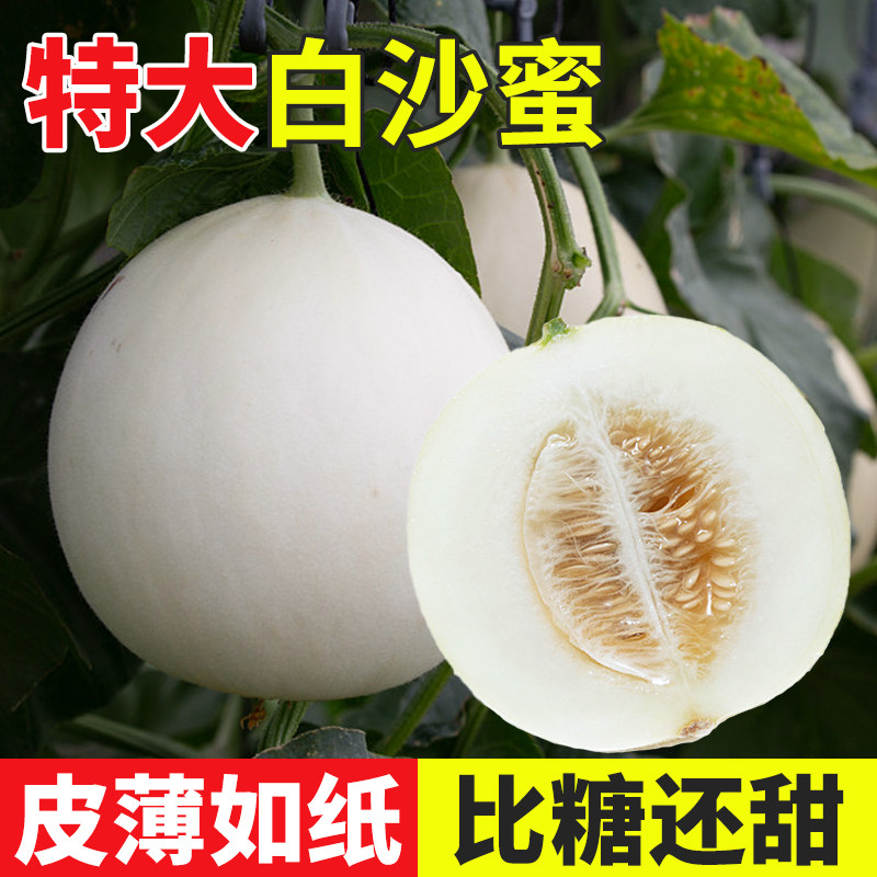 特大白沙蜜甜瓜高产抗病香甜图片