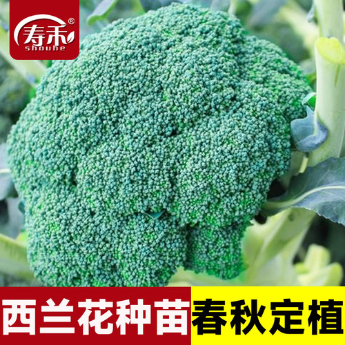 寿禾西兰花种子花蕾细腻口感好