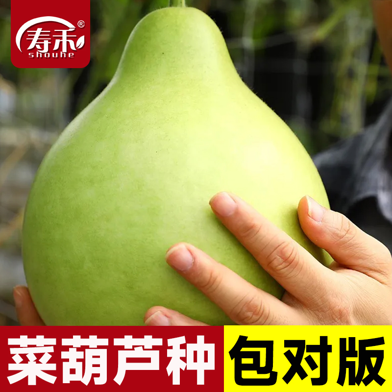 农家菜葫芦种子可食用阳台庭院可做水瓢种籽孑观赏四季蔬菜孑子