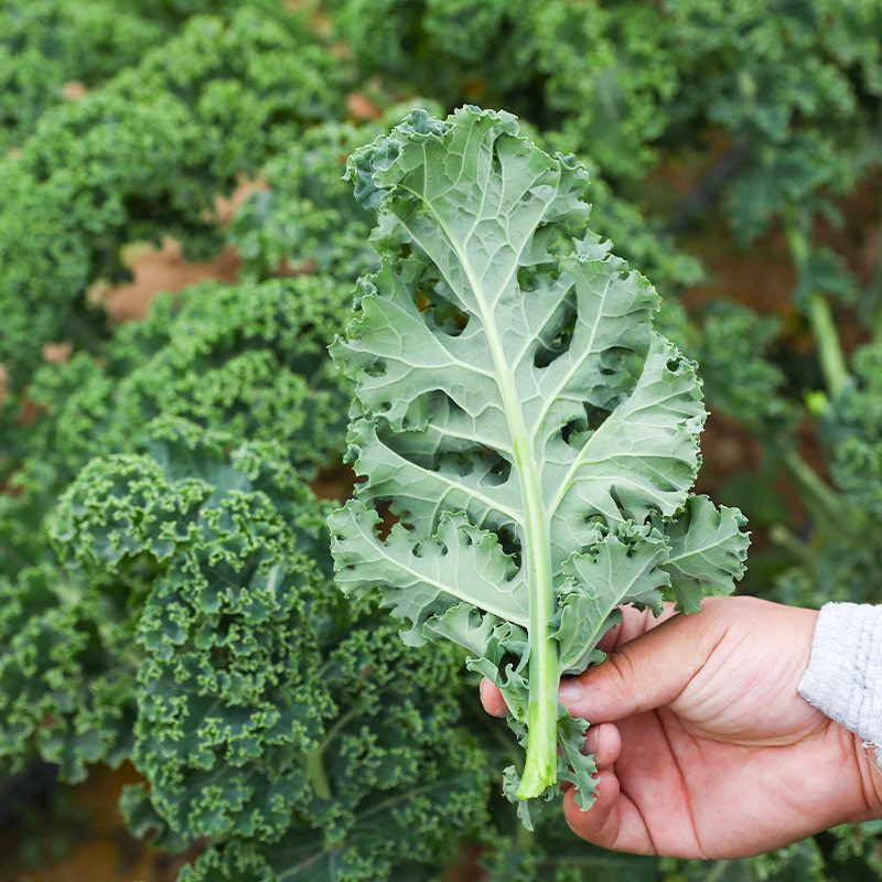 羽衣甘蓝种子种籽孑苗秧食用菜种蔬菜秋后种的盆栽幼苗菜冬季雨衣
