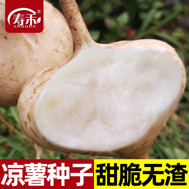 牧马山凉薯种子种籽孑水果地瓜白瓤香甜早熟苗秧种植沙葛土瓜红薯