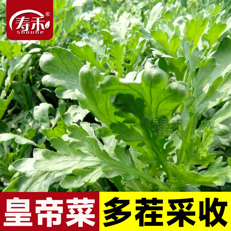 皇帝菜中叶茼蒿种子春菊四季