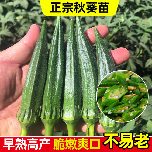 水果秋葵嫩果质地柔嫩清香