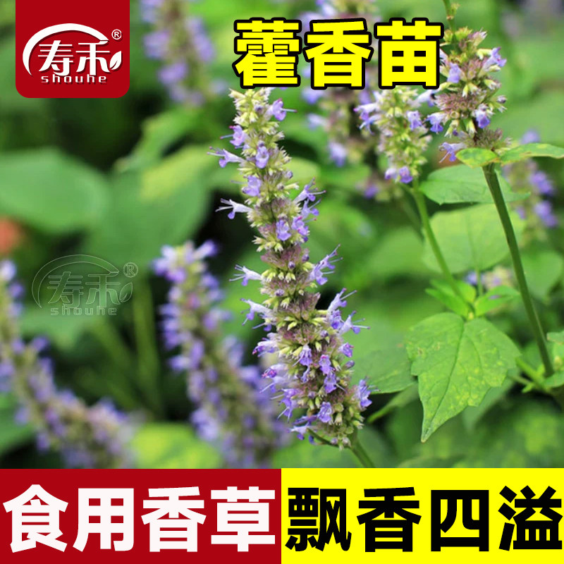 食用藿香盆栽叶新鲜种子种籽孑子四季菜苗药材种植苗秧蔬菜秧苗