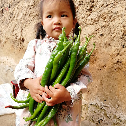 帝王336线椒种子早熟幼苗高产