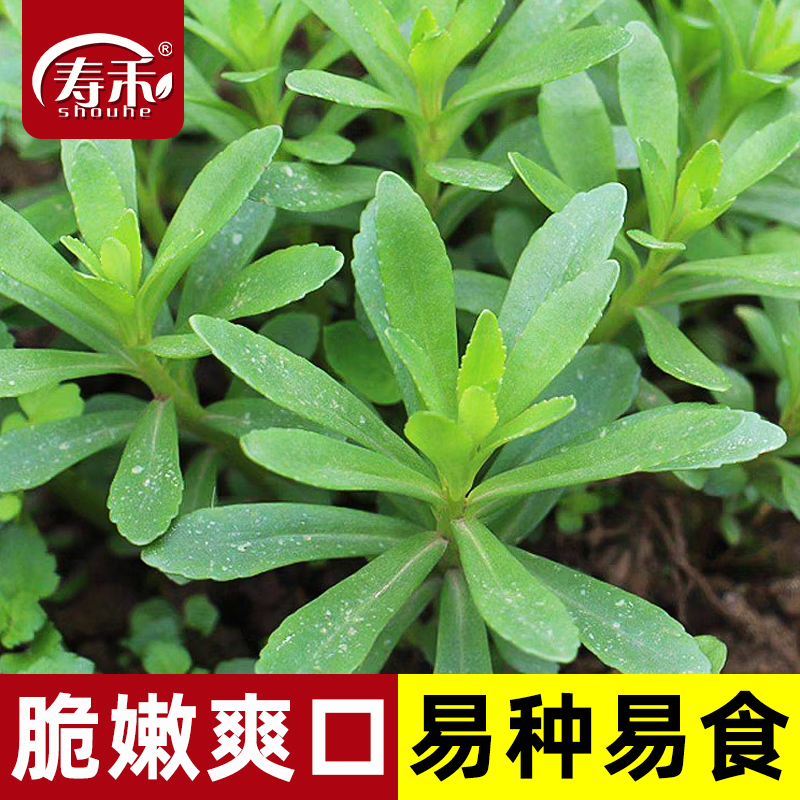 养心菜种子孑救心菜四季高钙根苗