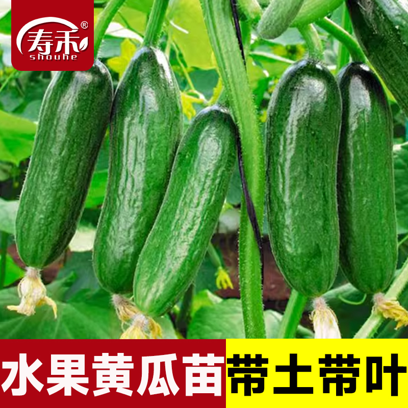 水果黄瓜寿禾种子清脆爽口