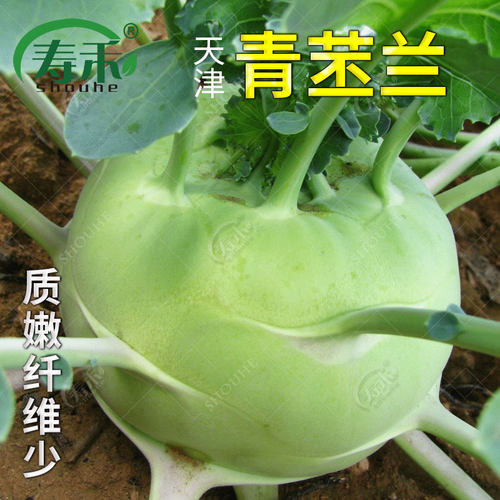 苤兰种子高产菜籽球茎水果甘蓝