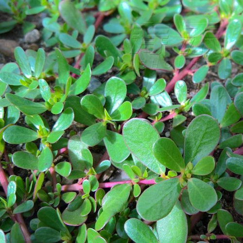 食用马齿苋种子盆栽蔬菜秋季