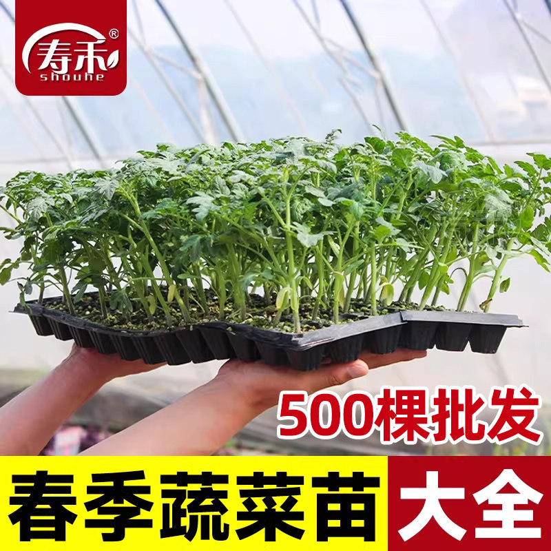 春季蔬菜苗大全番茄辣椒茄子黄瓜菜苗四季阳台盆栽菜苗秧苗批发