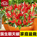 朝天椒种子种籽辣椒苗小米辣小米椒南方四季 批发蔬菜苗各种孑秧苗