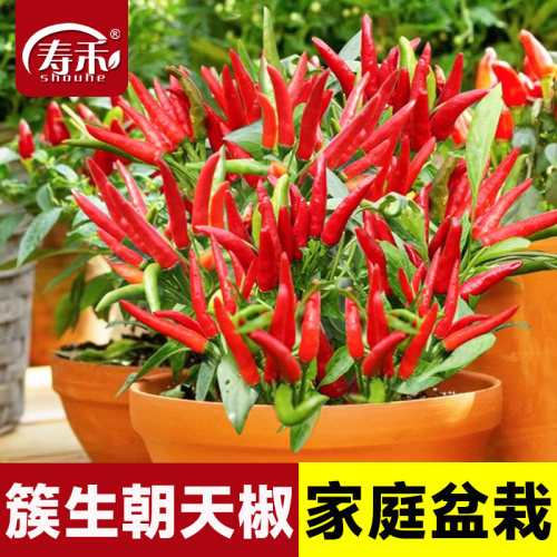 朝天椒种子小米椒南方四季盆栽