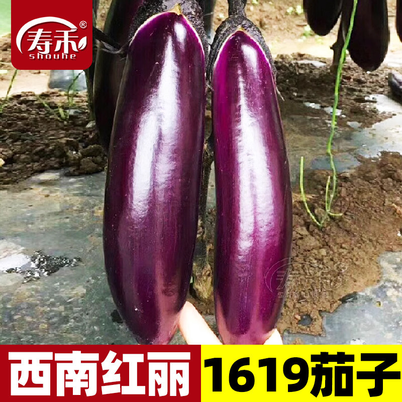 紫红色长茄子种籽种子苗本地长茄嫁接茄苗四季秧苗蔬菜大孑秧带土,鲜花速递/花卉仿真/绿植园艺,家庭园艺种子,淘宝优惠券,粉丝福利购,淘宝优惠卷
