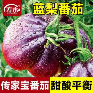 传家宝番茄种子蓝梨盆栽阳台庭院老品种播种籽孑蔬菜高产大西红柿