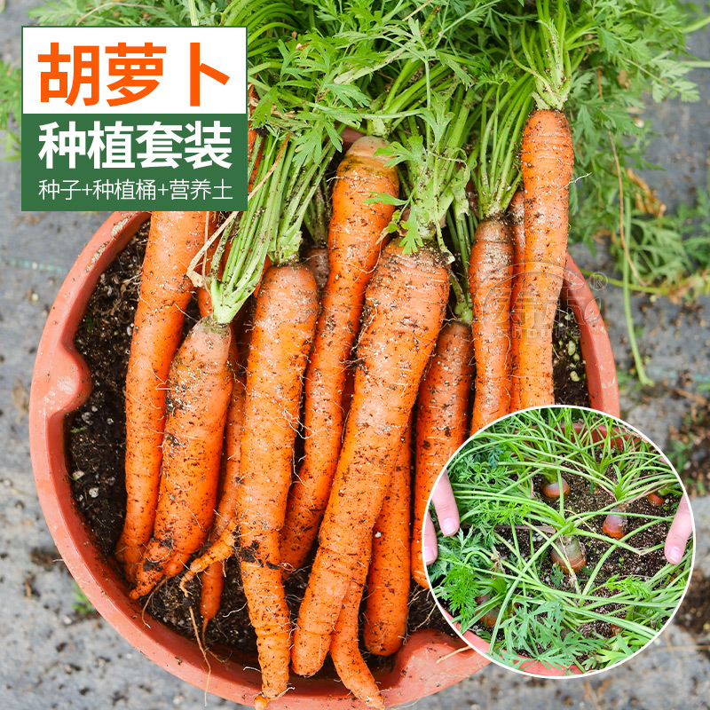胡萝卜种子孑种土豆专用种植盆盆栽蔬菜桶苗家用种菜神器袋种籽
